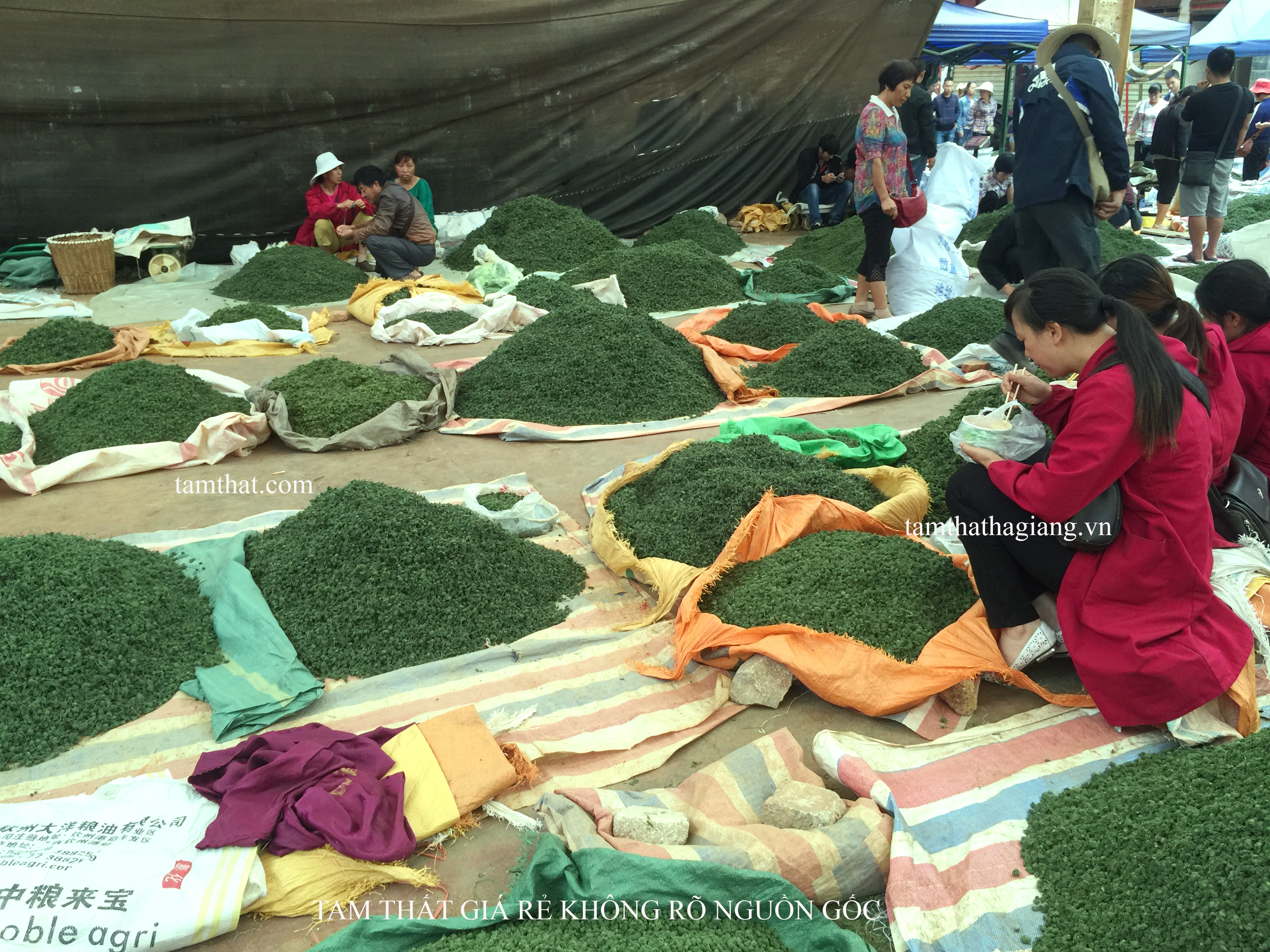 Tam thất giá rẻ Trung Quốc bán tràn lan ở các chợ vùng biên
